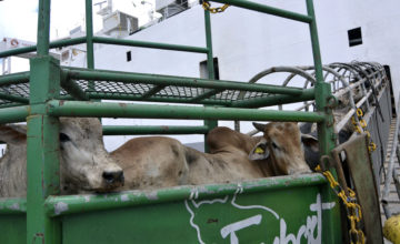 Exportações de gado vivo seguem em alta